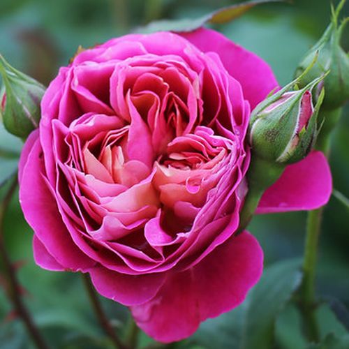 Intenzív illatú rózsa - Rózsa - Centenaire de l'Haÿ-les-roses - Online rózsa rendelés